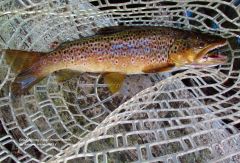 Great colours, Mersey River brown trout, Merseylea.(23 11 15) (Medium)