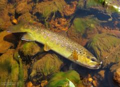 Wild brown trout, Dasher River.(14 9 15).. (Medium)