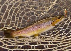 Lovely Mersey River wild brown trout, Merseylea. (18 4 16)