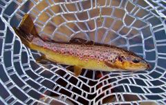 Aglia Mouche Rouge & wild brown trout.