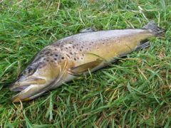 920 gm Mersey River wild brown trout..