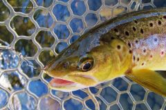 Close up of wild brown trout, Mersey River,