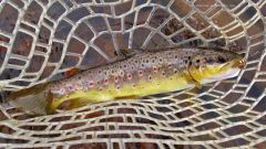 Another beautifully coloured Dasher River brown.