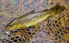 Lovely wild brown trout, Leven River 2107