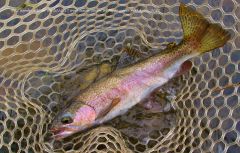 Mersey River wild rainbow trout.. 2017