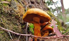 Close Up Of Fungi. 27 3 17