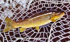 A beautiful wild brown trout..