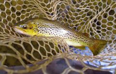 Golden colours In this Mersey River brown.