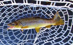 Wild brown trout, Dasher River..