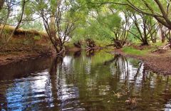 Dasher River At Kimberley.. 19 3 17