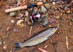 Daiwa Rod & reel with Leven River brown trout. 2017