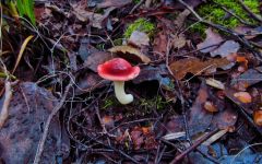 Red capped fungi