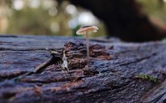 Small single fungi at Gowrie Park rain forest