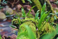 Moss on dead tree, Gowrie Park rain forest