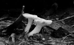 Black & White photo of red fungi, O'Neils Creek at Gowrie Park.