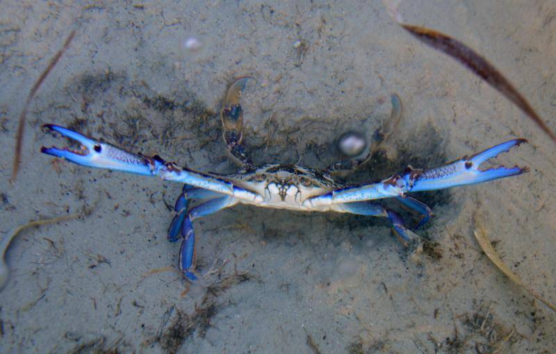 Male Blue-swimmer Crab aka Chili Crab.jpg