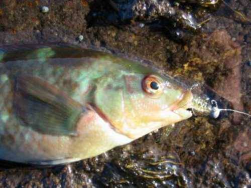 Wrasse20and20plastic20120small.jpg
