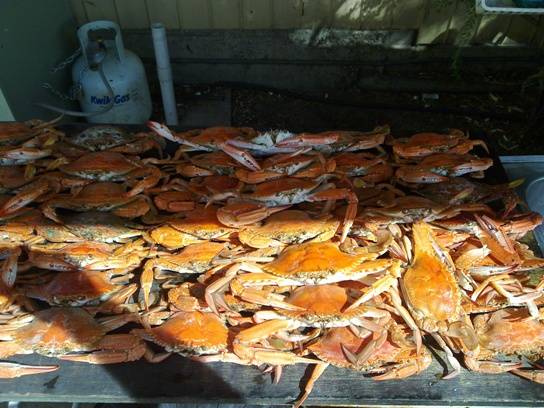 crabs_2011-04-27.jpg