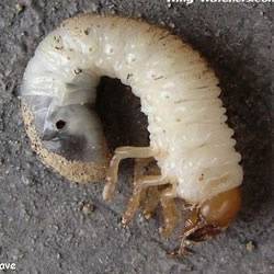 white-grub-june-beetle-larvae2.jpg