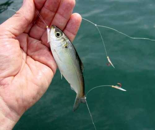 Garfish on Soft Plastics - General Fishing - Strike & Hook