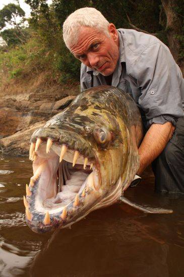 Jeremy-Wade-catches-monster-goliath-tigerfish.jpg