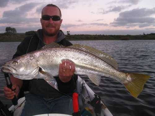 HEALTHY MULLOWAY CHAT. BRING YER THEORIES AND A PIC MAYBE - General Fishing  - Strike & Hook