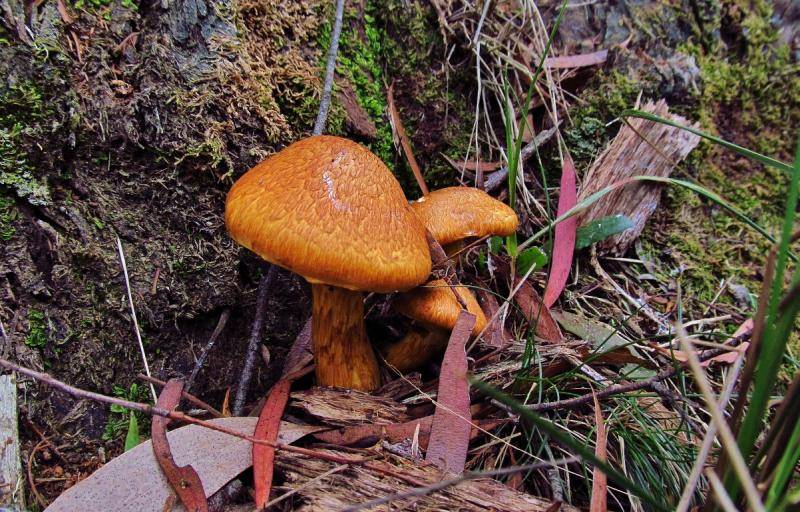 Fungi, small cluster, Meander. 24-3-17 (Medium).JPG