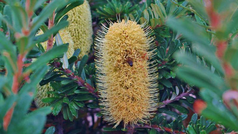 Tasmanian native bee &amp; Banksia. 8-4-17.JPG