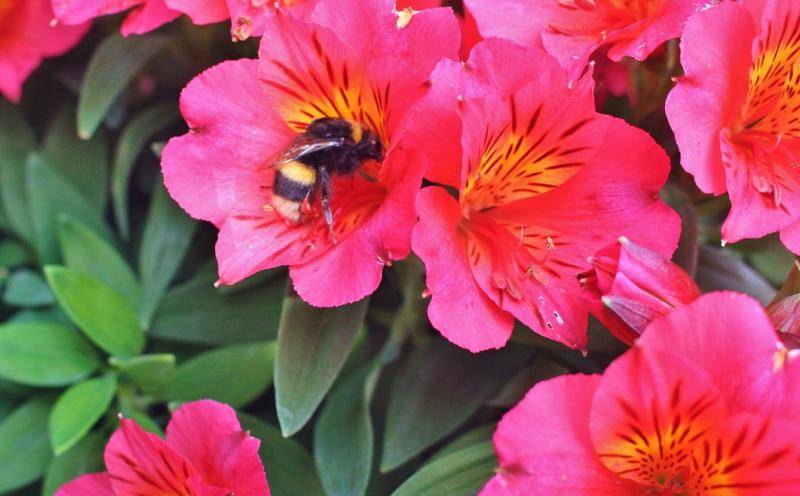 Princess Lillies &amp; Bumble Bee. 8-4-17 (Medium).JPG
