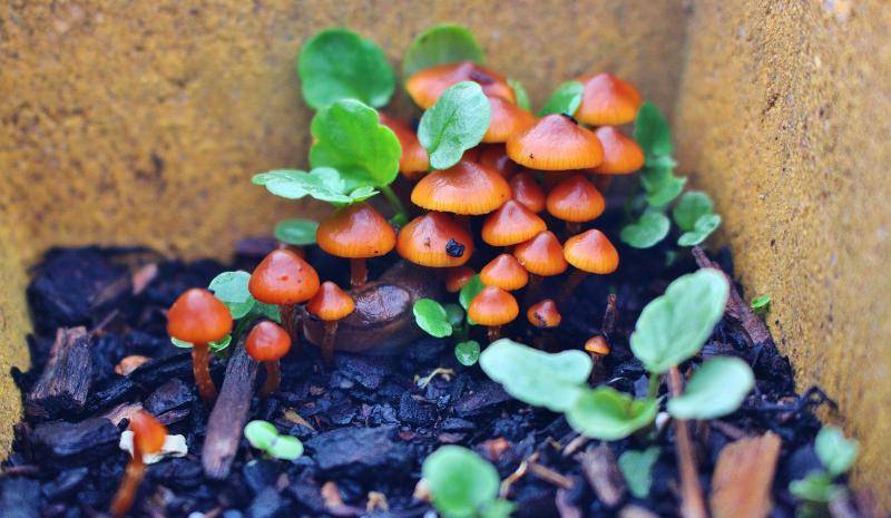 Small fungi &amp; pansies. (Custom) 23-5-17.JPG