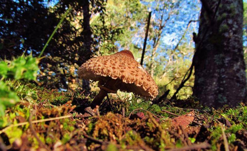 One lonely fungi, Loongana. 18-5-17 (Medium).JPG