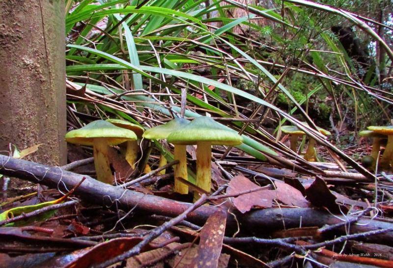Fungi on the forest floor.(22-5-16) (Medium).JPG