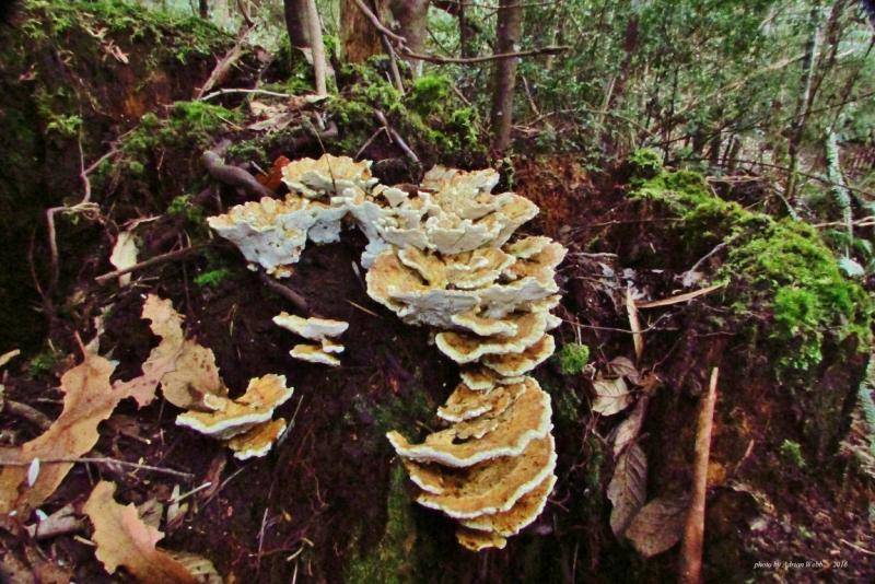 Fungi on a tree stump.(22-5-160 (Medium).JPG