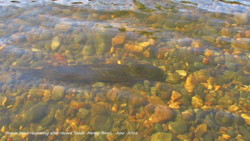 Solid brown trout, survivor of record floods, Mersey River,Weegena. (18-6-16) (Medium).JPG
