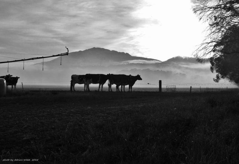 6-Dairy cows at Meander.(18-12-15) (Large).JPG