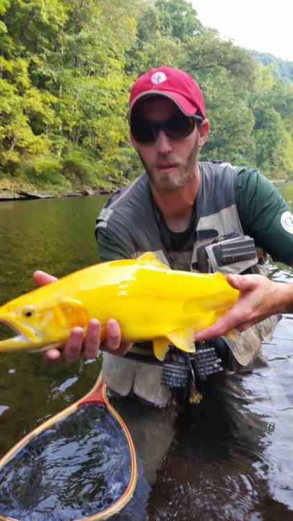 golden trout.jpg