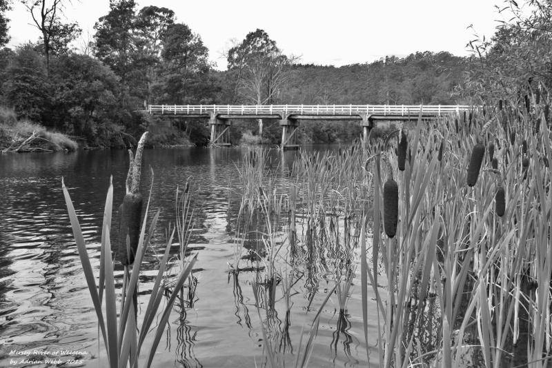 Bullrushes &amp; Dylan&#39;s Bridge, Weegena.(30-1-15) (Large).JPG