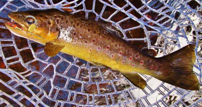 Lovely golden wild brown trout, Minnow River..JPG