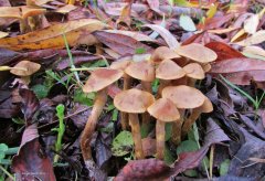 Cluster of small brown fungi, Merseylea..jpg