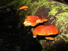 Orange- Brown tree fungi..