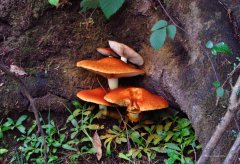 Orange Fungi, Merseylea.