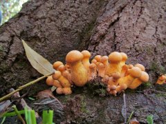 Little stumpy fungi..