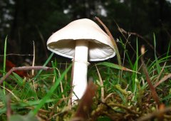 White capped toadstool..