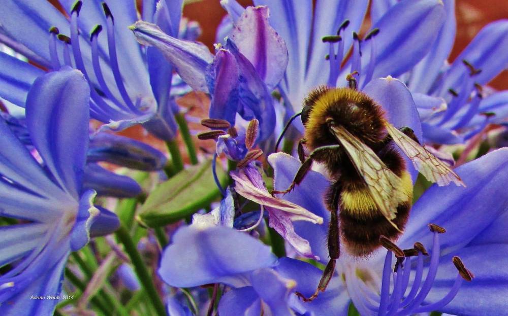 Bumble bee, Tasmania-4 (Medium).jpg