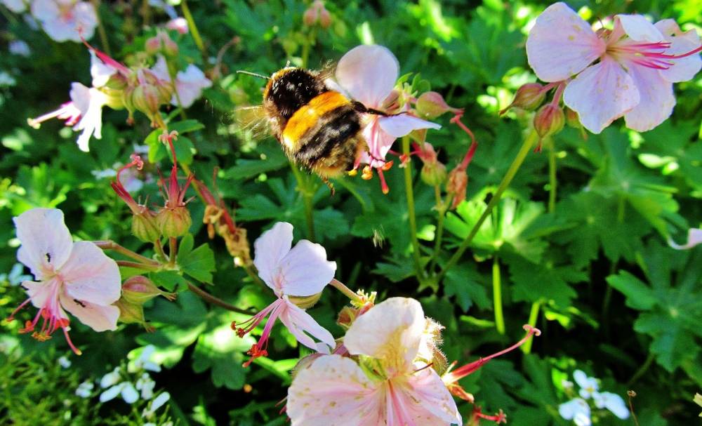 Bumble Bee on lift off (Medium).jpg