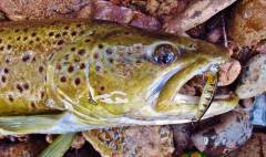 6 lb 5 oz wild brown trout taken on GagaGoon MI Perch lure..