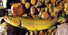 My PB ever a brown trout of 8 lb 8 ozs, Leven River, 29th April 2018..