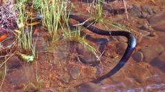 Lowland Copper Head snake, Meander River..