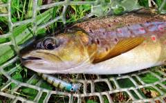 Meander River wild brown trout..