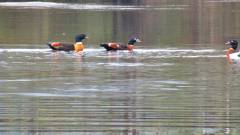Wild ducks on the Leven River..